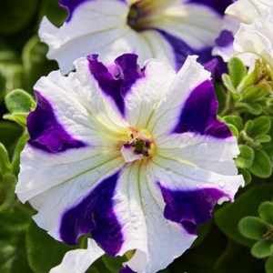 Tango Blue Star8